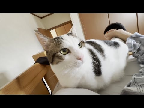 土日の朝、なかなか起きてこない息子を強引に起こしに行く猫(YouTube)