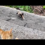 壁を登ってモフられにくる猫島の猫たち(YouTube)