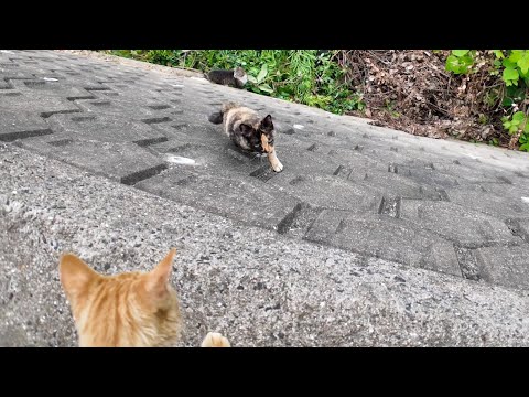 壁を登ってモフられにくる猫島の猫たち(YouTube)