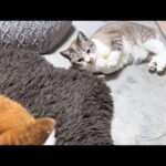 表情豊かな姫猫が大好きな柴犬パパ(YouTube)