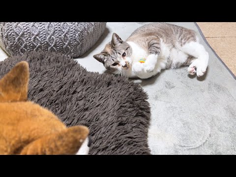 表情豊かな姫猫が大好きな柴犬パパ(YouTube)