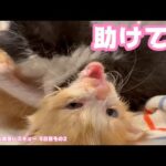 泥の中から緊急レスキュー 5日目その2  助けて！  モグ＆ムック   2025 05 10 2(YouTube)