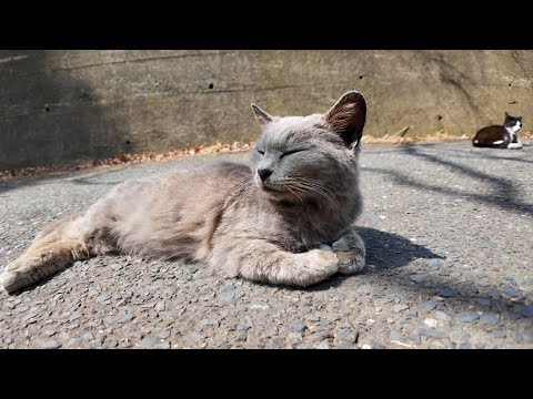 山道の途中で道路でノンビリ寝転ぶ猫たちに出会った(YouTube)