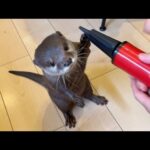 空気入れに興味を示しすぎるカワウソが可愛すぎる Otter showing too much interest in air pump is too cute.(YouTube)