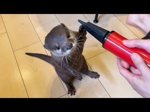 空気入れに興味を示しすぎるカワウソが可愛すぎる Otter showing too much interest in air pump is too cute.(YouTube)