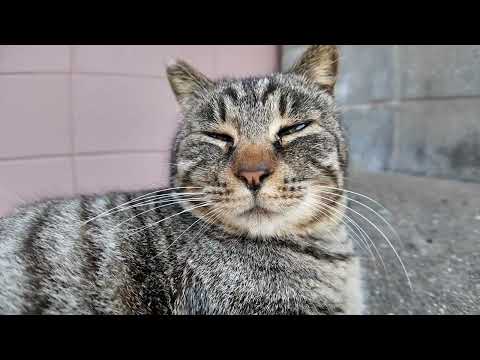 猫島のお地蔵様の横の日陰でノンビリ寝ている猫ちゃん(YouTube)