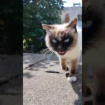 猫島で路地裏の坂道を上って行くとタヌキみたいな猫が付いてきた #ImpressedCatVideo #catisland #猫(YouTube)