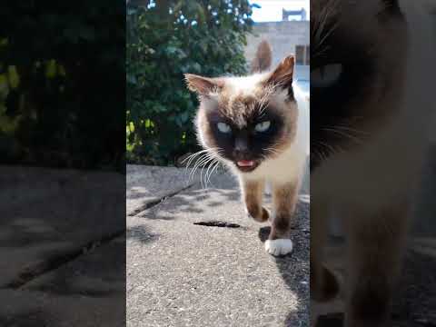 猫島で路地裏の坂道を上って行くとタヌキみたいな猫が付いてきた #ImpressedCatVideo #catisland #猫(YouTube)
