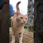 公園の仲良し猫二人組がやってきた(YouTube)