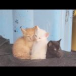 兄弟でピタリとくっついてママ猫の帰りを待つ子猫達(YouTube)