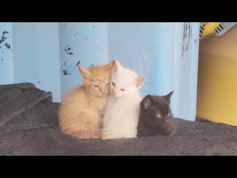 兄弟でピタリとくっついてママ猫の帰りを待つ子猫達(YouTube)