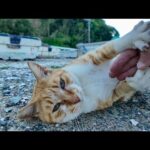 漁港の猫ちゃん、撫でると喜んでクルクル言ってます(YouTube)