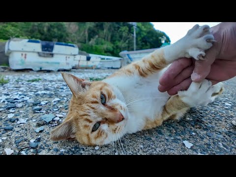 漁港の猫ちゃん、撫でると喜んでクルクル言ってます(YouTube)