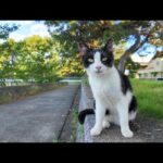 海辺の公園のハチワレ猫ちゃんがモフられにきた(YouTube)