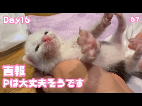 吉報 Pは大丈夫みたいです  はぐれて独り保護された子猫   2025 05 04 1(YouTube)