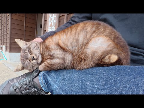 ダブルコートの黒猫が人間のひざの上で心地よさそうにくつろぐ(YouTube)