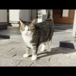 お父さんとご機嫌でお喋りする猫(YouTube)