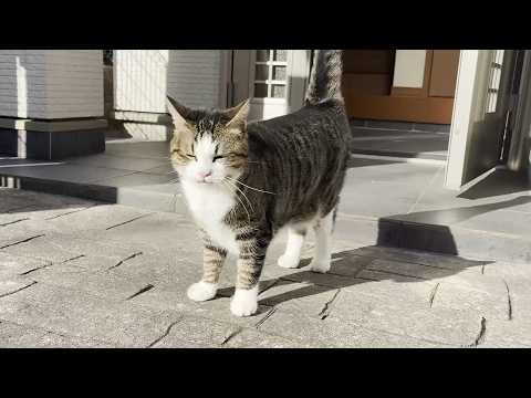 お父さんとご機嫌でお喋りする猫(YouTube)
