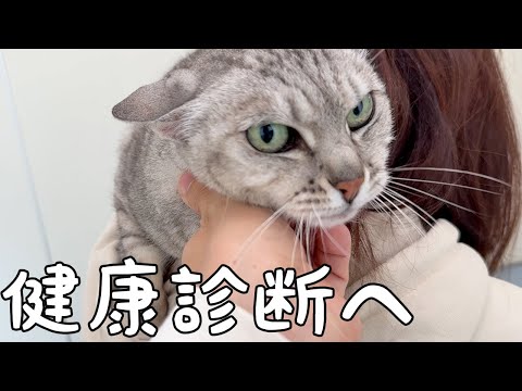 マロちゃん血液検査のため病院へ行ってきます！！(YouTube)