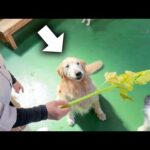 犬にセロリをあげてみたら、あまりの勢いの良さで放送事故レベルに…！？(YouTube)
