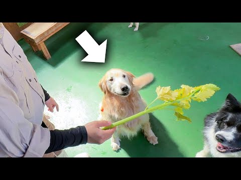 犬にセロリをあげてみたら、あまりの勢いの良さで放送事故レベルに…！？(YouTube)