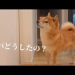 柴犬は部屋から聞こえてくる呻き声が心配！そして重大なことに気づきました。。(YouTube)