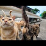 山道で出会った猫たちが全員ついてきた結果…まさかの大集会に！(YouTube)