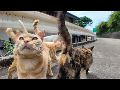 山道で出会った猫たちが全員ついてきた結果…まさかの大集会に！(YouTube)