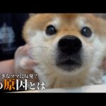 柴犬のシャワーに異変？犬語で猛反発‥ママはある事実に気づきました。(YouTube)