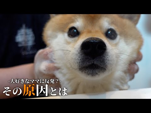 柴犬のシャワーに異変？犬語で猛反発‥ママはある事実に気づきました。(YouTube)