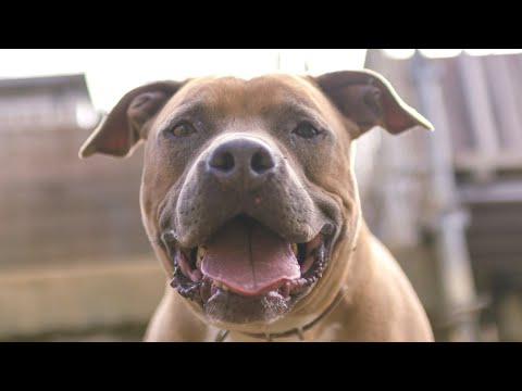 【見逃し配信】理想の愛犬に育てるのはドッグトレーニング・しつけ教室では無く日常生活での犬との関係性❗️(YouTube)