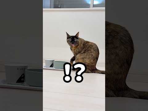 ものすごい舌が出てしまうサビ猫モモちゃんww #shorts(YouTube)