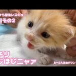 オチリほじほじされちゃったにゃぁ  泥の中から緊急レスキュー 6日目その     22025 05 11 2(YouTube)