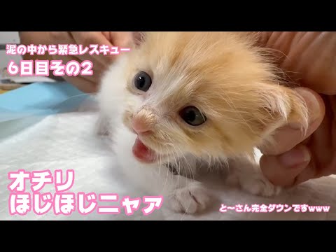 オチリほじほじされちゃったにゃぁ  泥の中から緊急レスキュー 6日目その     22025 05 11 2(YouTube)