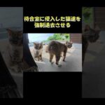 待合室に侵入した猫達を強制退去させる #猫 #cat #ネコ(YouTube)
