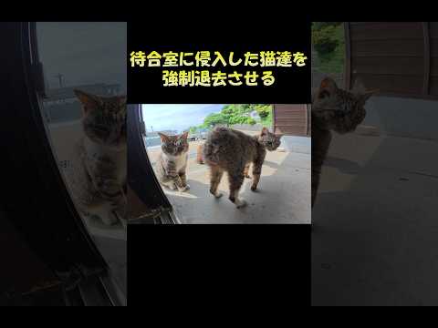 待合室に侵入した猫達を強制退去させる #猫 #cat #ネコ(YouTube)
