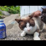 猫島中を歩き回って疲れたので自販機でコーヒー買って休憩した(YouTube)