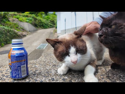 猫島中を歩き回って疲れたので自販機でコーヒー買って休憩した(YouTube)