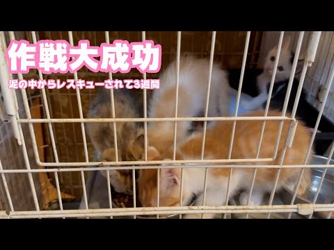 作戦大成功！ 泥の中からレスキューされて3週間  皆様の応援のお陰で元気に  モグ   2025 05 28 2(YouTube)