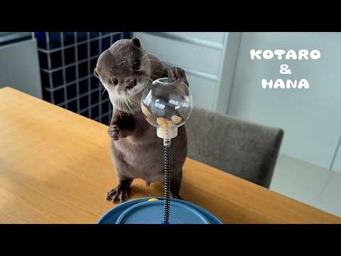 カワウソに猫用の知育玩具をやらせたらこうなった　Otters Try to Outsmart Cat Food Toys(YouTube)