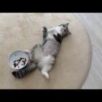 お腹いっぱいでもう食べられなくてヘソ天してるもっちゃんw(YouTube)