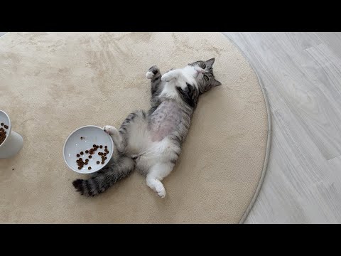 お腹いっぱいでもう食べられなくてヘソ天してるもっちゃんw(YouTube)