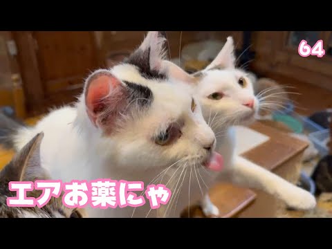 エアお薬ニャン  ご心配をおかけしました  復活しました  ネオ＆セナ  2025 05 01 2(YouTube)