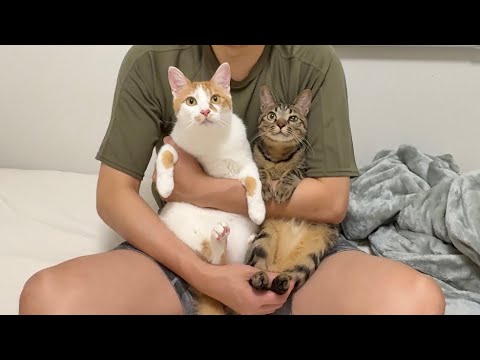 もちの輸血のために実家から猫たちが駆けつけてくれました。(YouTube)