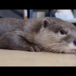 子供への程々ななだめ方を掴んできたカワウソ  Otter getting better at coaxing child to play with her.(YouTube)