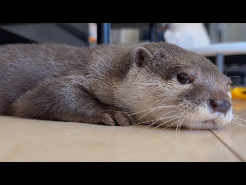 子供への程々ななだめ方を掴んできたカワウソ  Otter getting better at coaxing child to play with her.(YouTube)