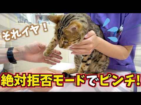 ドキドキ！ロゼの大暴れ注射(YouTube)