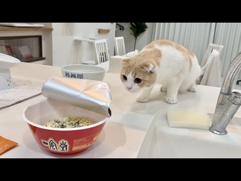 なぜかカップラーメンが怖くてたまらないはなちゃんが可愛すぎたw(YouTube)