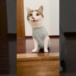 階段登ったら猫がいた #ごはん待ち #cats(YouTube)