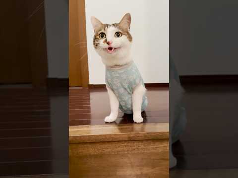 階段登ったら猫がいた #ごはん待ち #cats(YouTube)